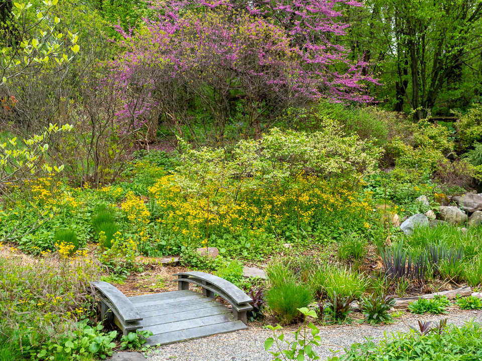 Even a modest sized residential garden area such as this one, filled with functional native plant communities in dense layering, can result in large environmental benefits that extend past it's boundaries