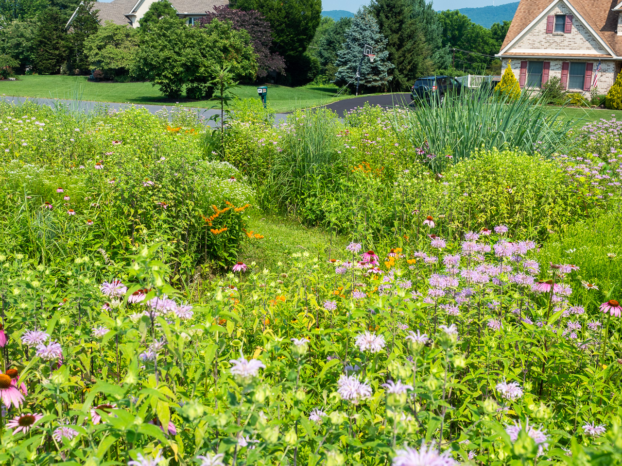 Native meadow in a suburban front yard setting in full summer bloom glory