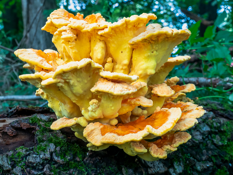Fungi like this Chicken Mushroom are just one of the many components that break down wood into fundamental elements for reuse