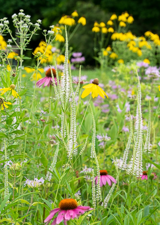 Meadow plant vignette featuring Culvers's root and Echinacea