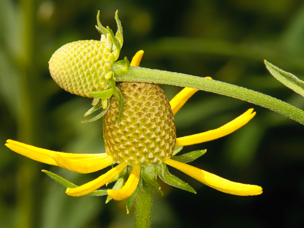 Two developing Ratibida pinnata flower heads interacting