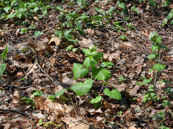 Garlic mustard (Alliaria petiolata) obvious in flower in clean woodland understory