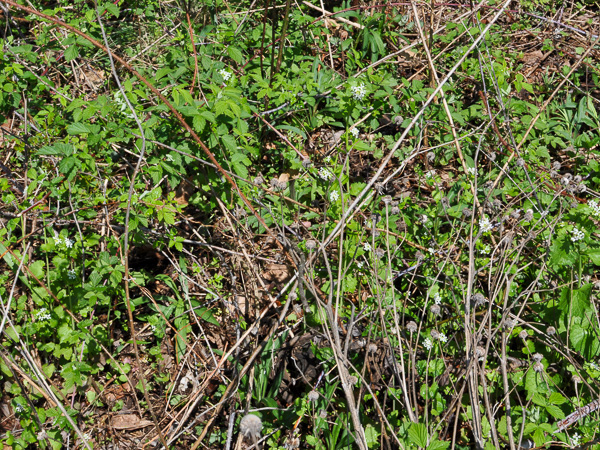 Garlic mustard (Alliaria petiolata) obvious in flower in clean woodland understory