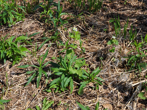 Garlic mustard (Alliaria petiolata) obvious in flower in garden bed in early season