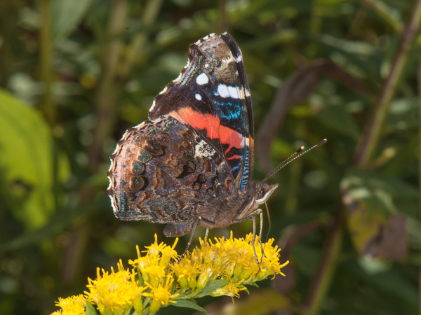 Red Admiral butterfly perched on goldenrod