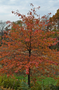 A nicely shaped Blackgum (Nyssa sylvatica) in fall color glory