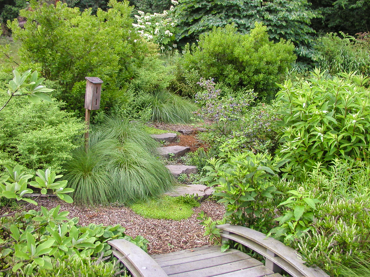 Mature natural landscape with unique custom bridge stepper path and dense structured plantings