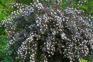 Purple-leaved Ninebark (Physocarpus opulifolius) in full bloom