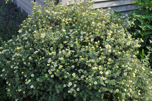 Shrubby cinquefoil (Potentilla fruticosa) in bloom