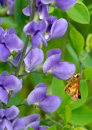 A Peck's skipper nectaring on blooming Baptisia australis