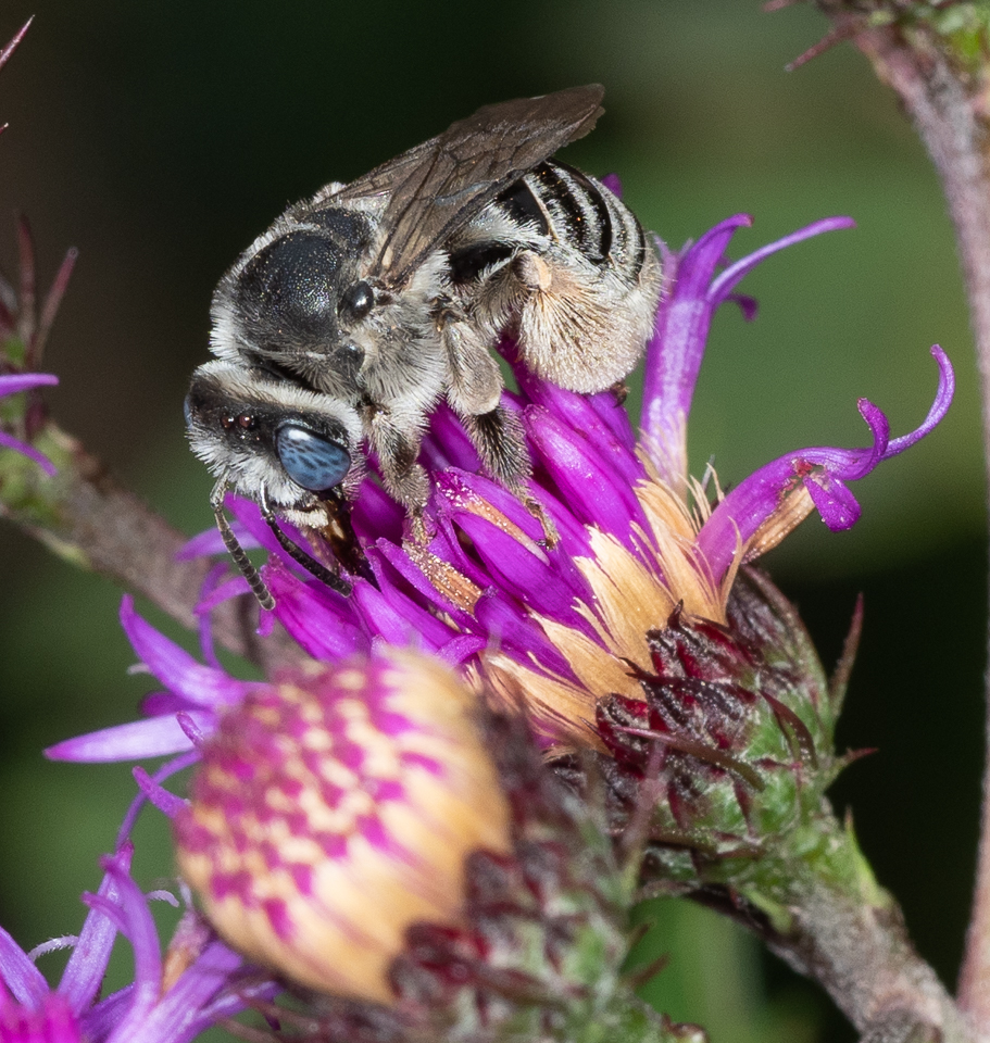 Native Longhorned Bee (Mellisoides denticulatus) is likely reliant on Vernonia species alone for survival