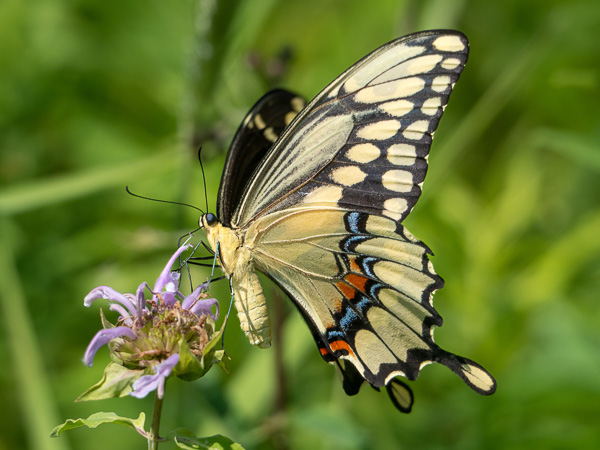 A Giant Swallowtail butterfly nectaring on Mondarda fistulosa