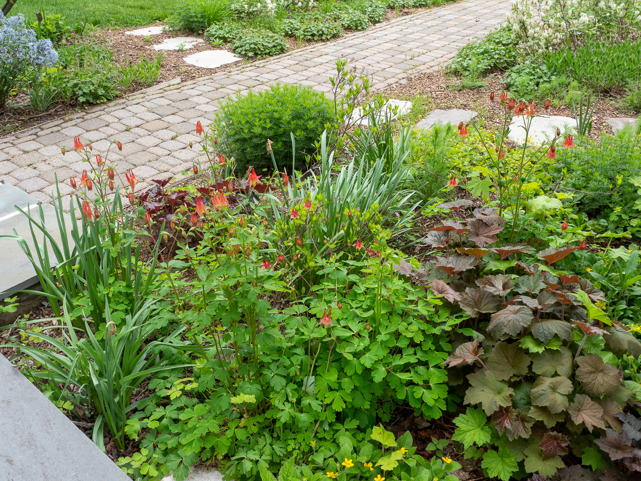 A garden of interwoven native plants in harmony