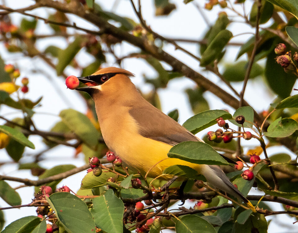 Cedar Waxwing with Amelanchier berry in its bill