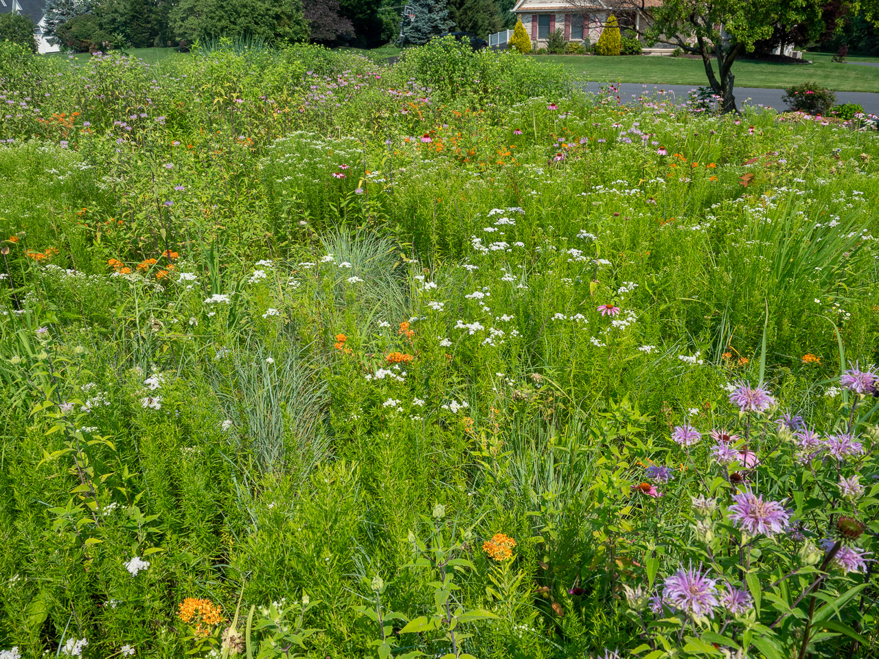 A highly diverse and colorful front yard suburban meadow in mid-summer