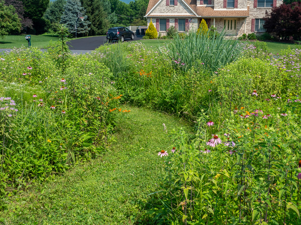 A front yard suburban meadow with a curving lawn path running through