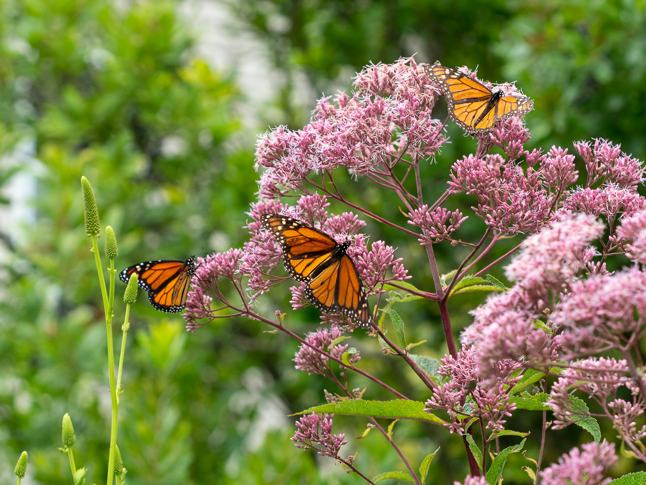 3 Monarch butterflies nectaring on flowering Joe-pye