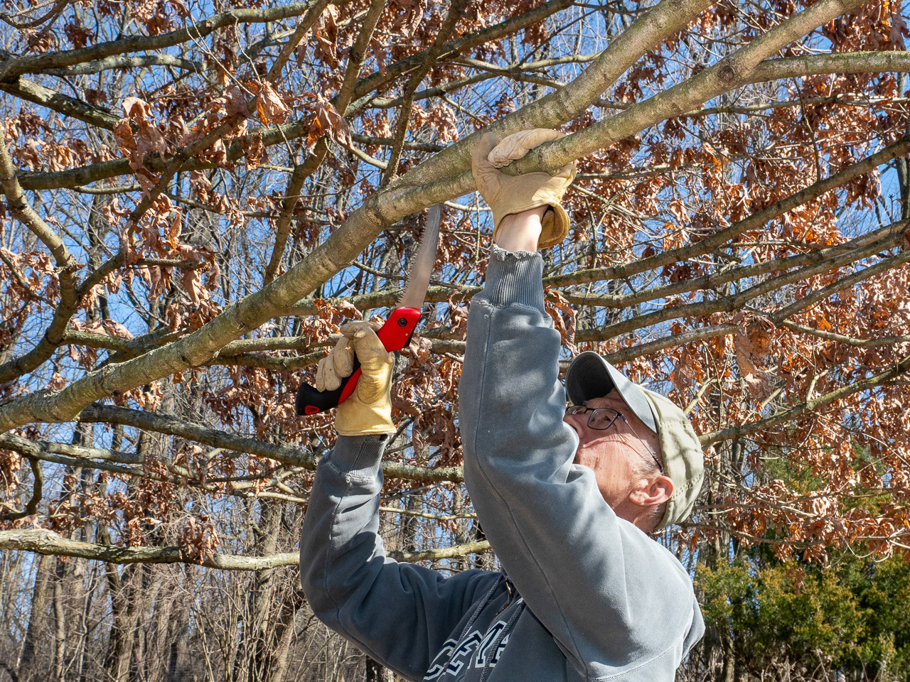 Handsaw pruning a branch from an Oak tree