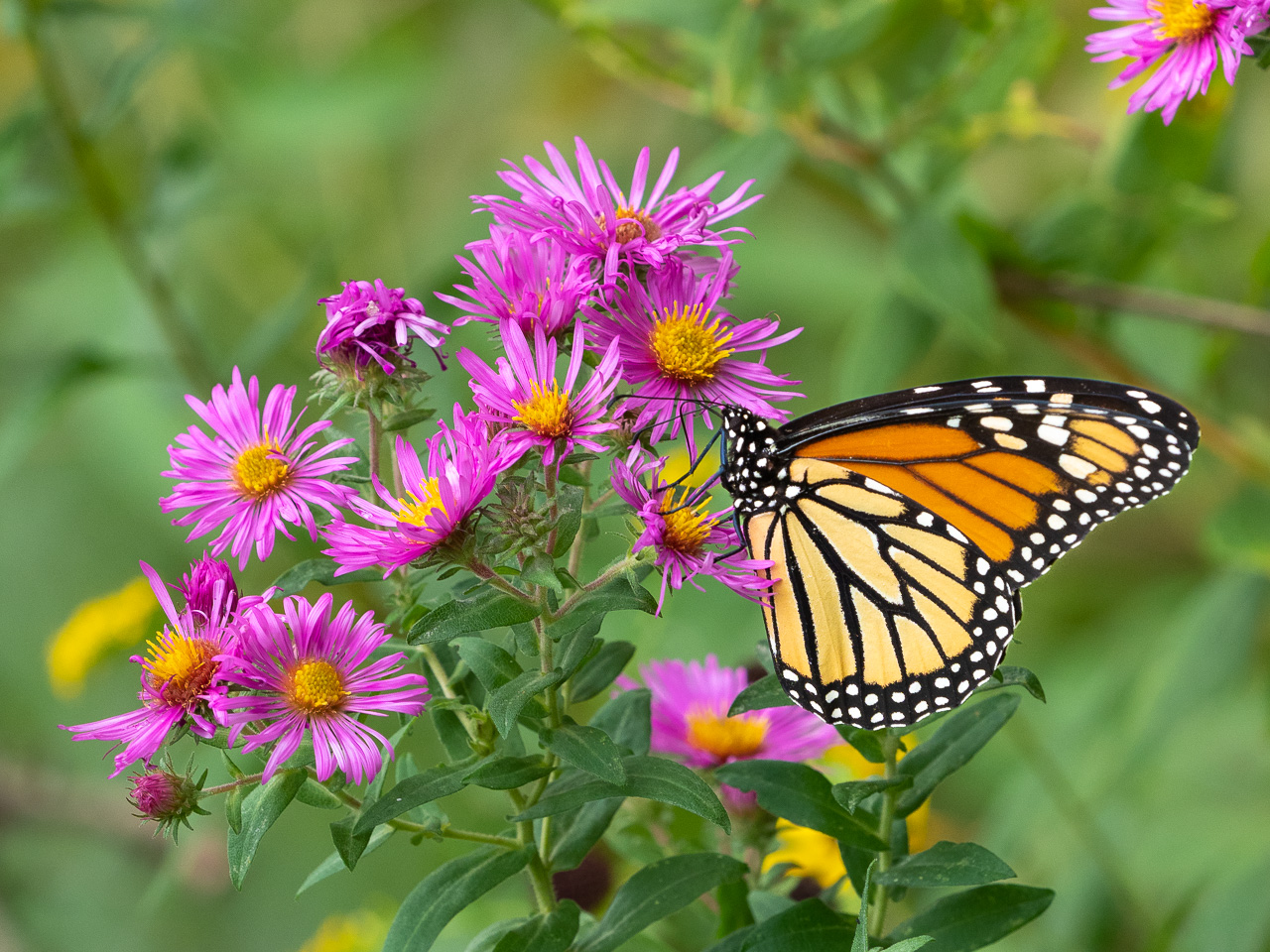 Monarch butterfly nectaring on blooming New England Aster