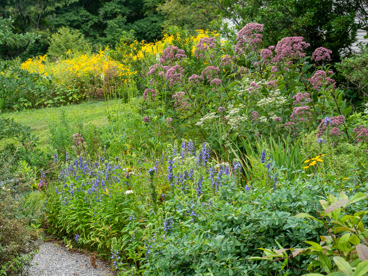 A colorful blooming wet bog garden plant community with path in front and meadow in background