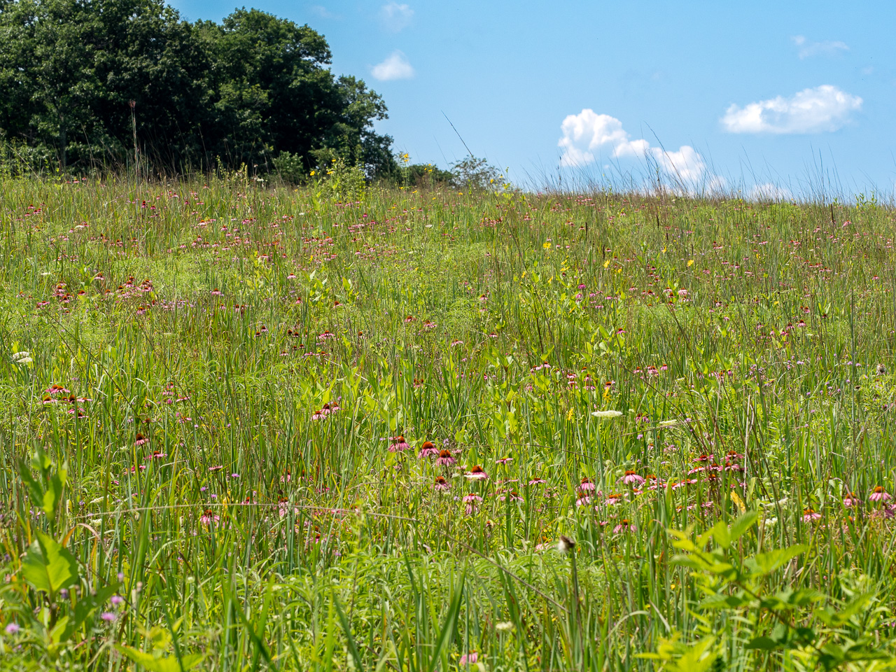 A rural meadow dominated by warm-season grasses and echinacea