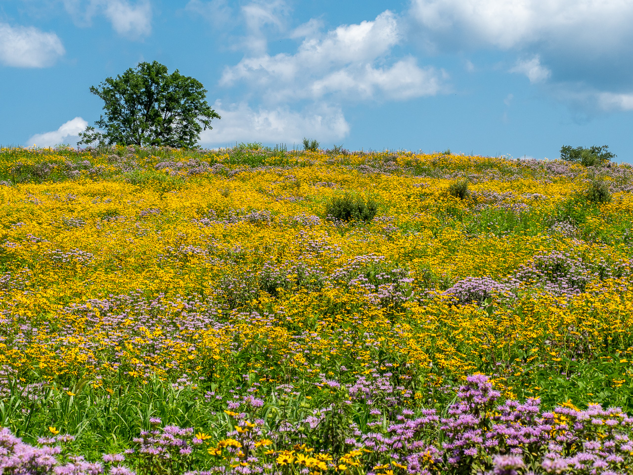 A super colorful large meadow dominated rudbeckia and monarda in full bloom