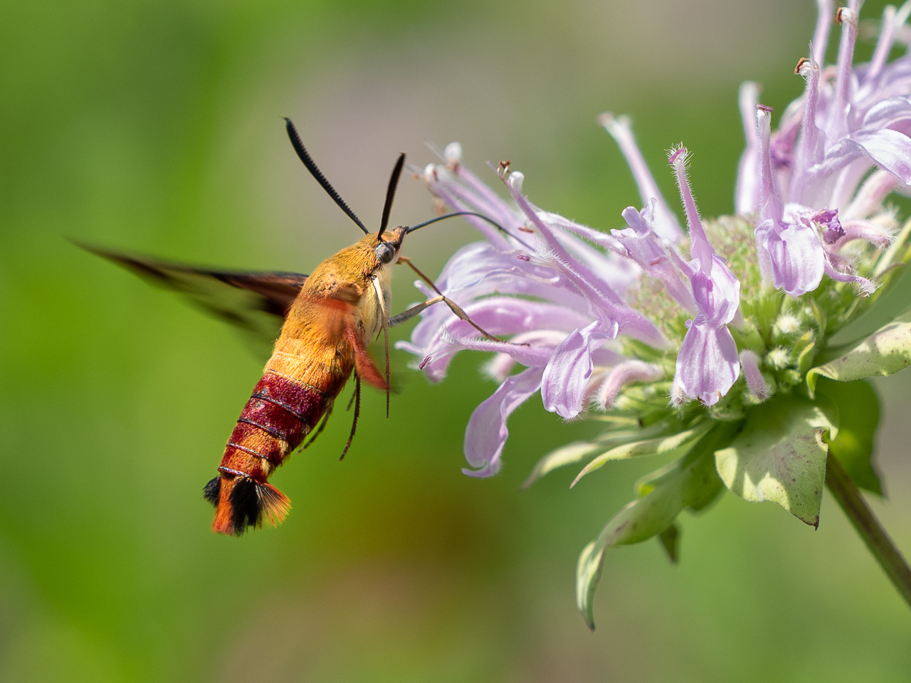 Clearwing Hummingbird moth nectaring on flowering beebalm