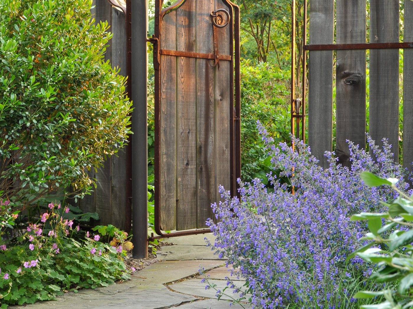 Low perspective view of open rustic garden gate flanked by garden beds