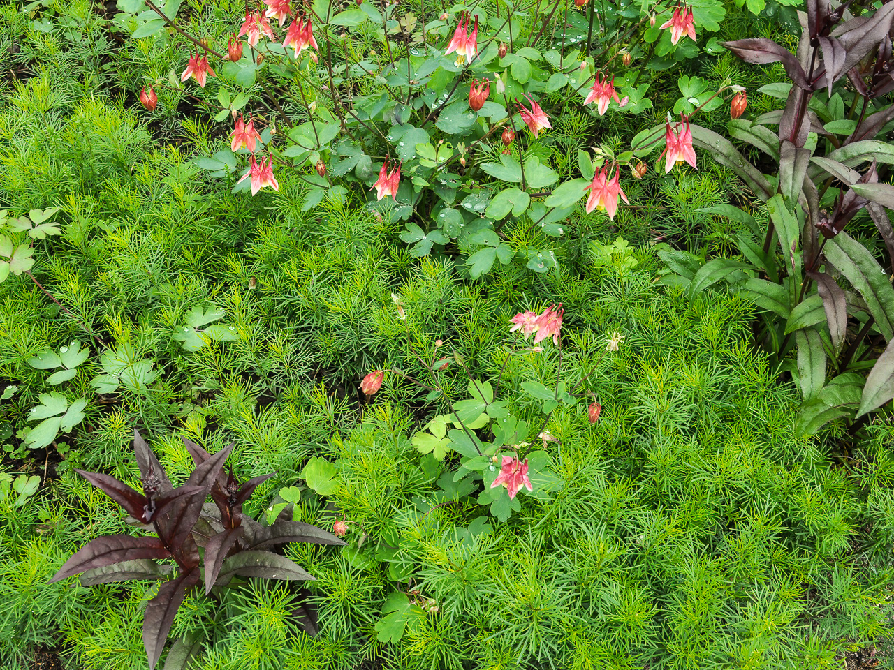 Attractive plant community mix of native plants including coreopsis and columbine