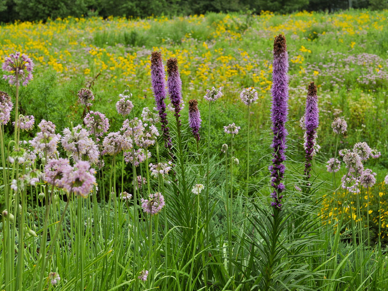 Blooming Liatris and Nodding Onion with meadow in background