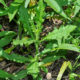 Typical look of a developing Canada Thistle plant