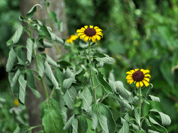 Brown-eyed Susan (Rudbeckia subtomentosa) showing wilting and stunted growth from drought