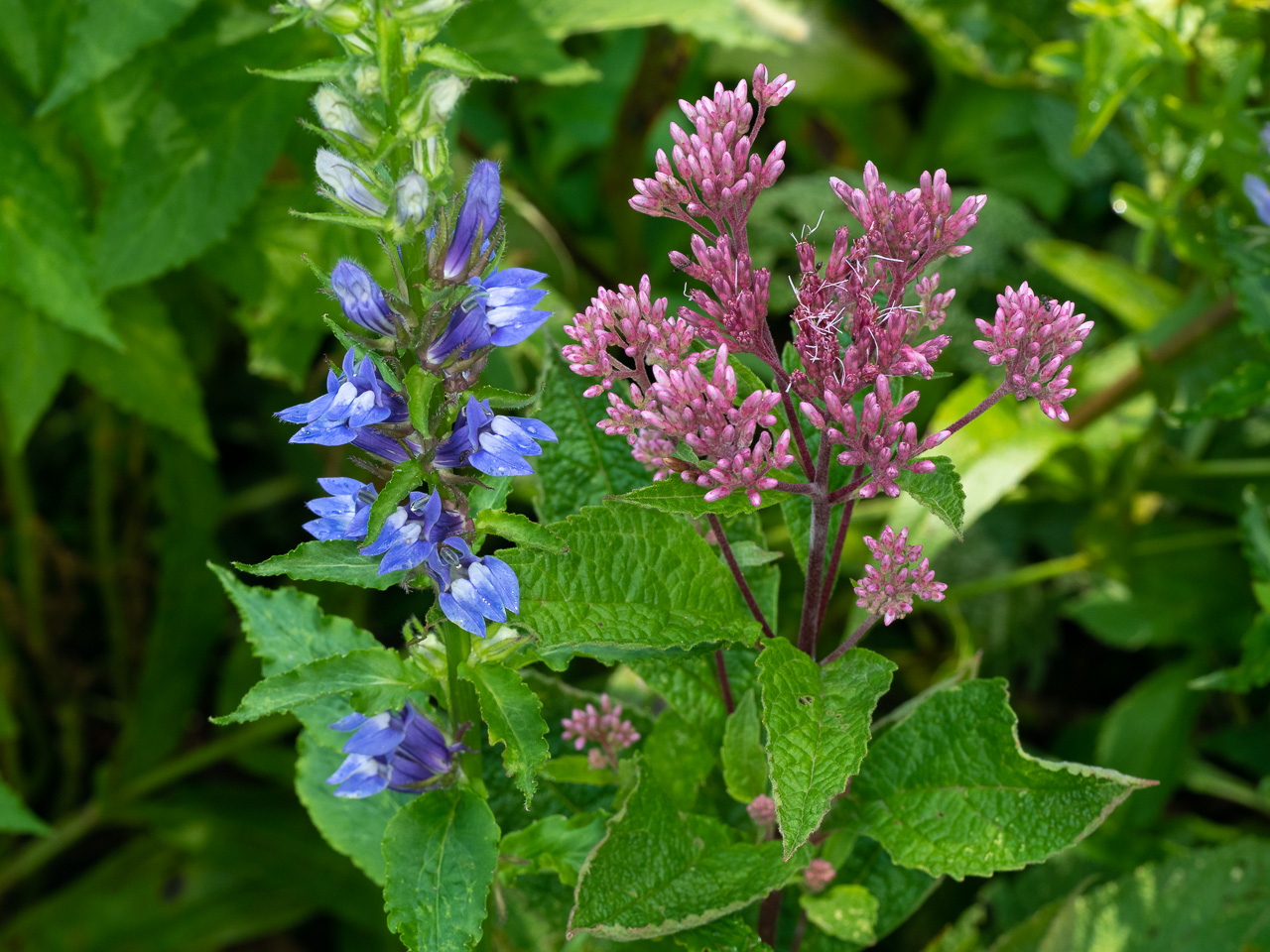 Portrait of blooming joe-pye and great blue lobelia