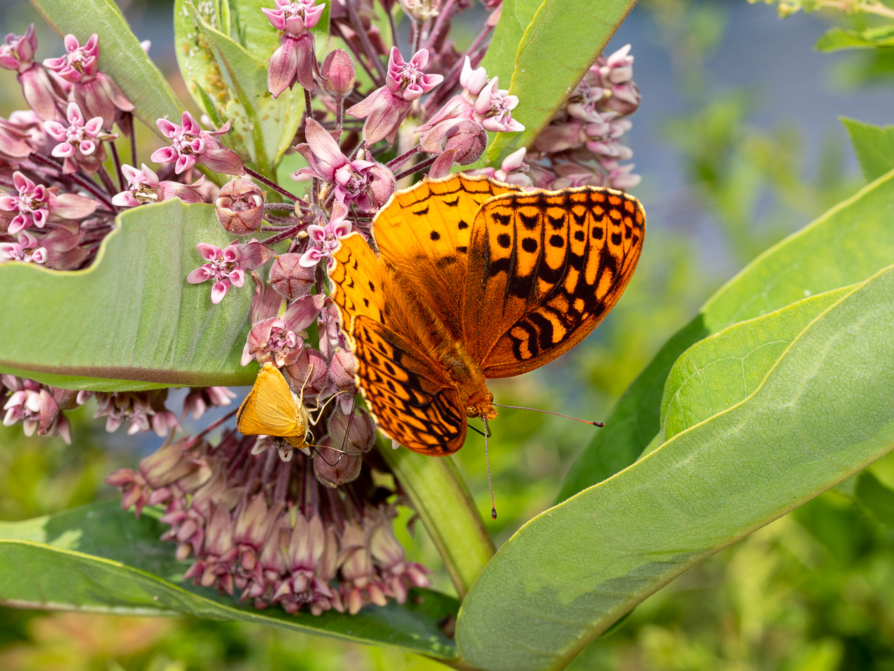 Great-spangled fritillary and orange skipper on Milkweed