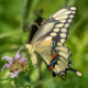 A Giant Swallowtail butterfly nectaring on Mondarda fistulosa
