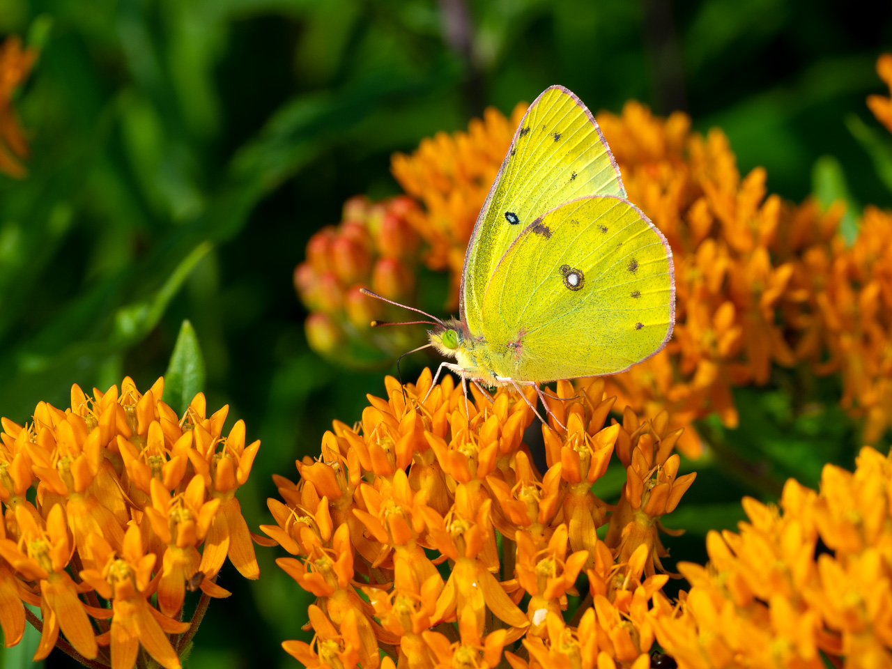 Brilliant yellow sulfur butterfly on bright orange Butterfly-weed
